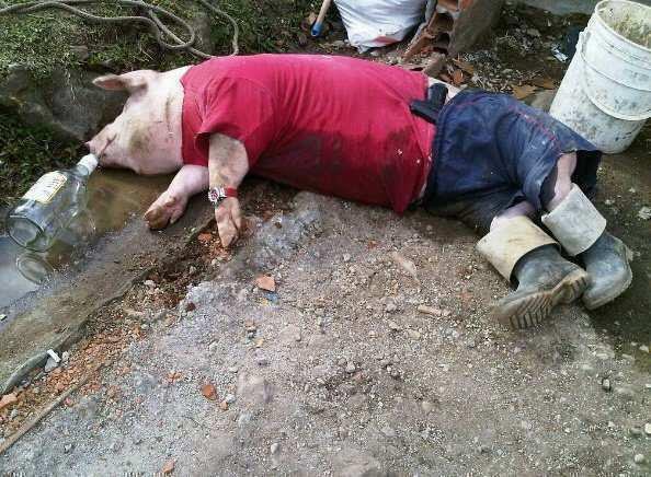 Funny_Pig_15.jpg