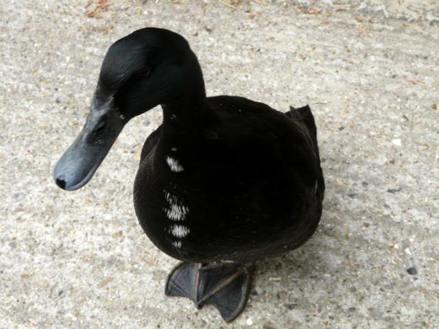 33BlackDuck.jpg