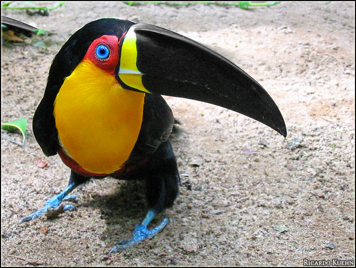 channel_billed_toucan.jpg