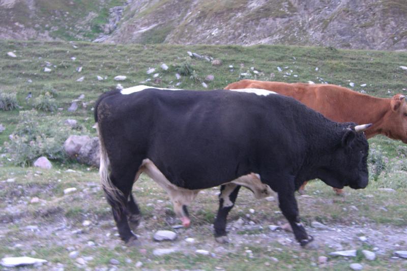 kattoo_shen_shegca_ai_aem_bugamaa.JPG