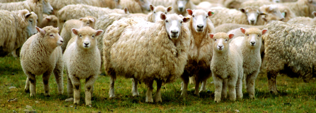 lots_of_sheep.png
