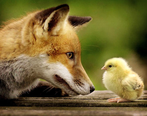 foxdm2304_468x371.jpg