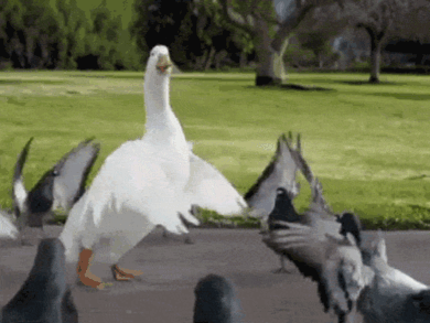 6__1_.gif