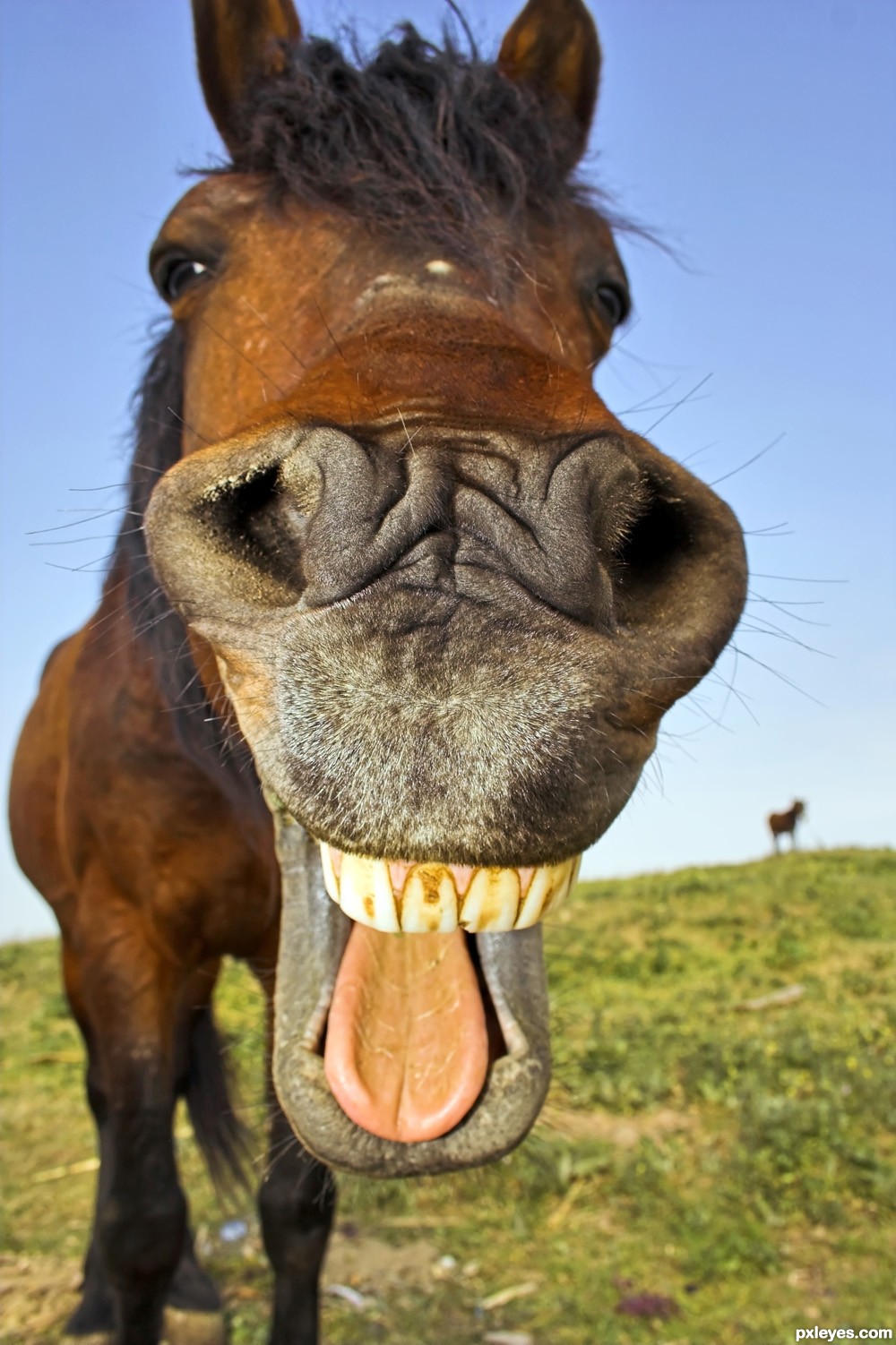 Funny_smile_4f558f255328e_hires.jpg