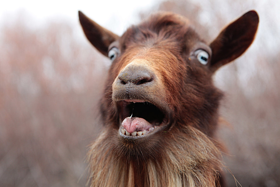 Goat_roar_by_fbcota.jpg_pinterest.jpg