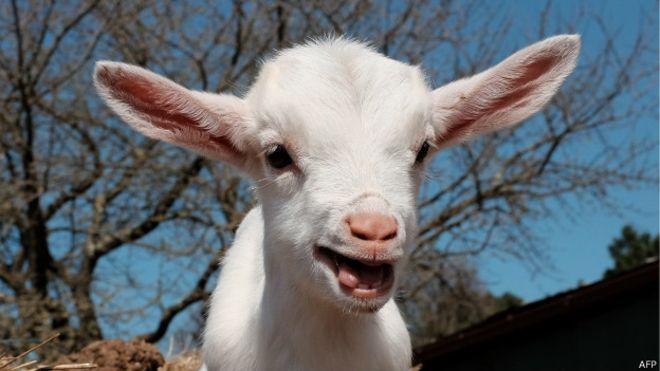 150410090138_lamb_624x351_afp.jpg