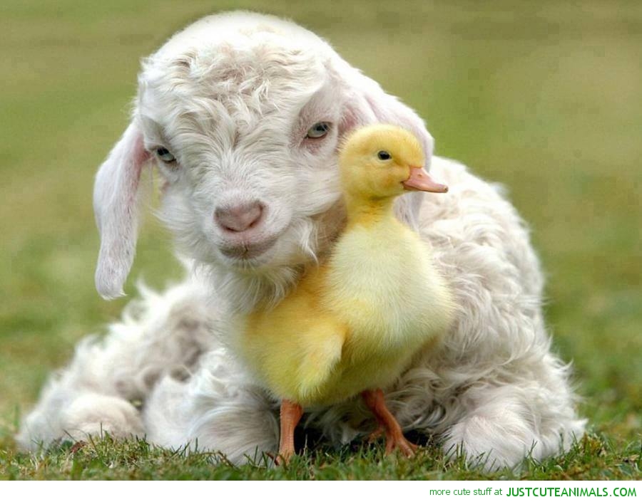 farmanimal2.jpg