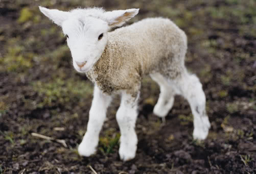 lamb.jpg