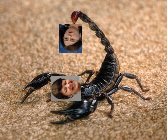 scorpion.jpg