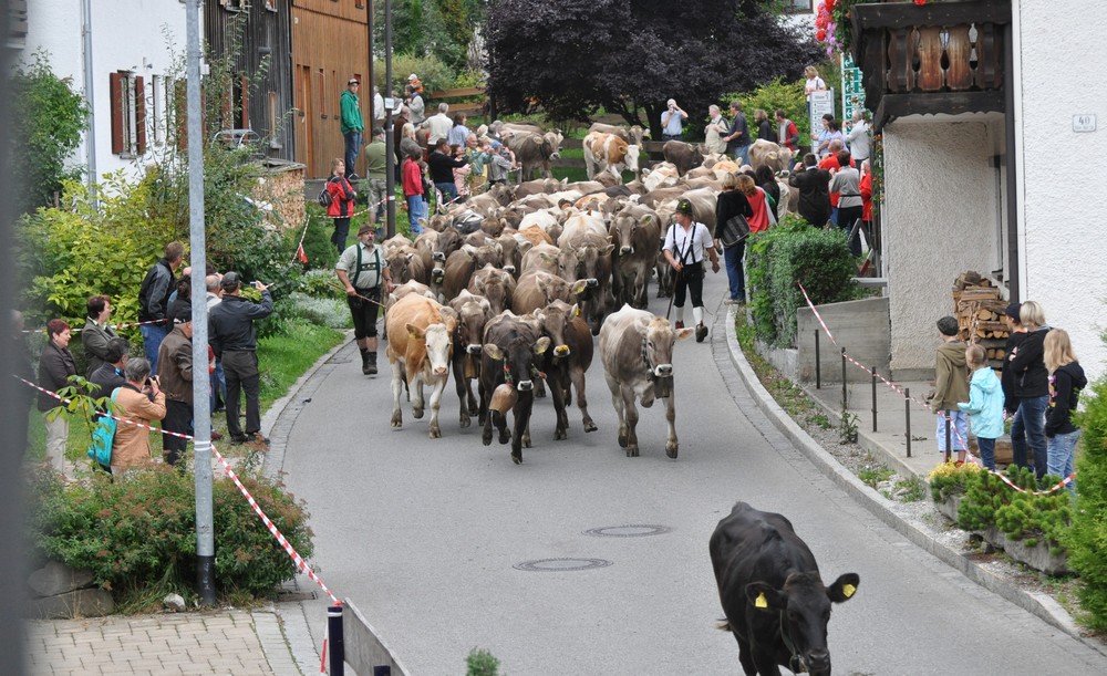 alpabtrieb_viehscheid_pfronten_roefleuten_da8bf57b_d90f_40c6_9187_ee24e4a112d0.jpg
