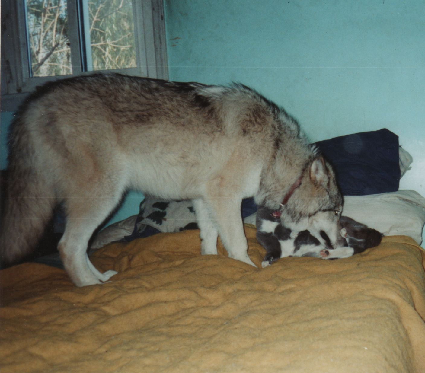 scan_15.jpg