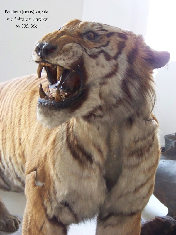 Panthera_virgata.jpg