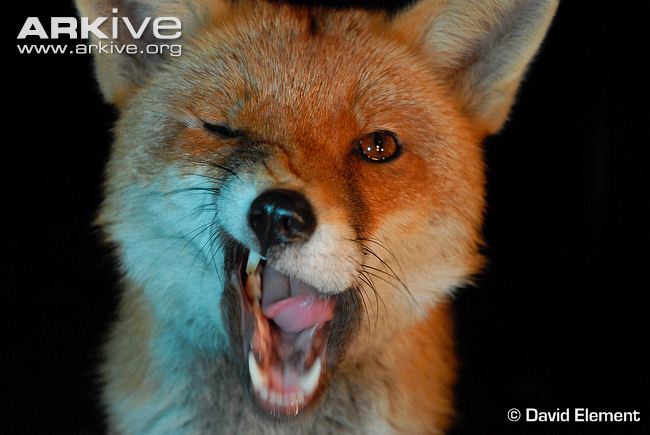 red_fox_close_up.jpg