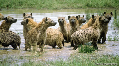 hyena.jpg