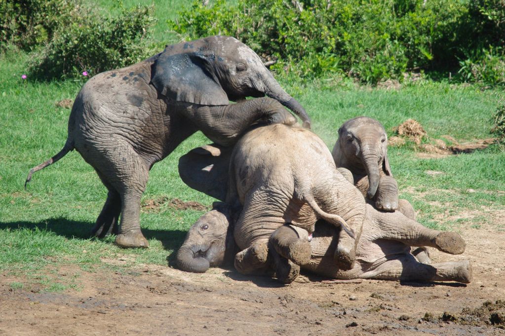 Elephant_Pile_Up.jpg