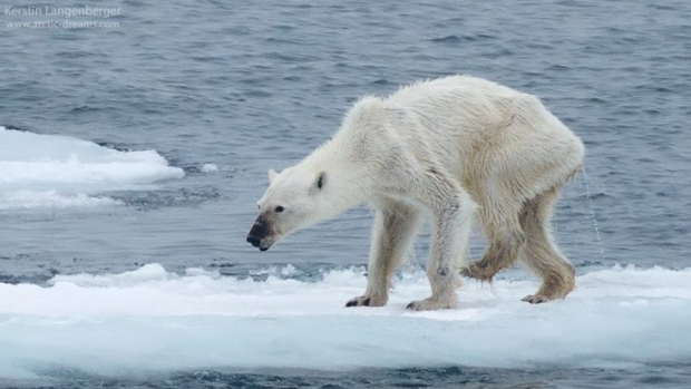 skinny_polar_bear_svalbard.jpg