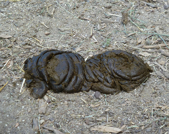 zoo_animals_cowshit.jpg