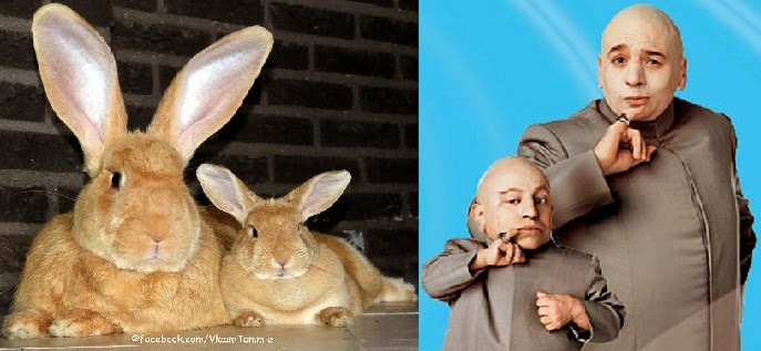 Dr._Evil___Mini_me_Doppelganger___Tommie.jpg