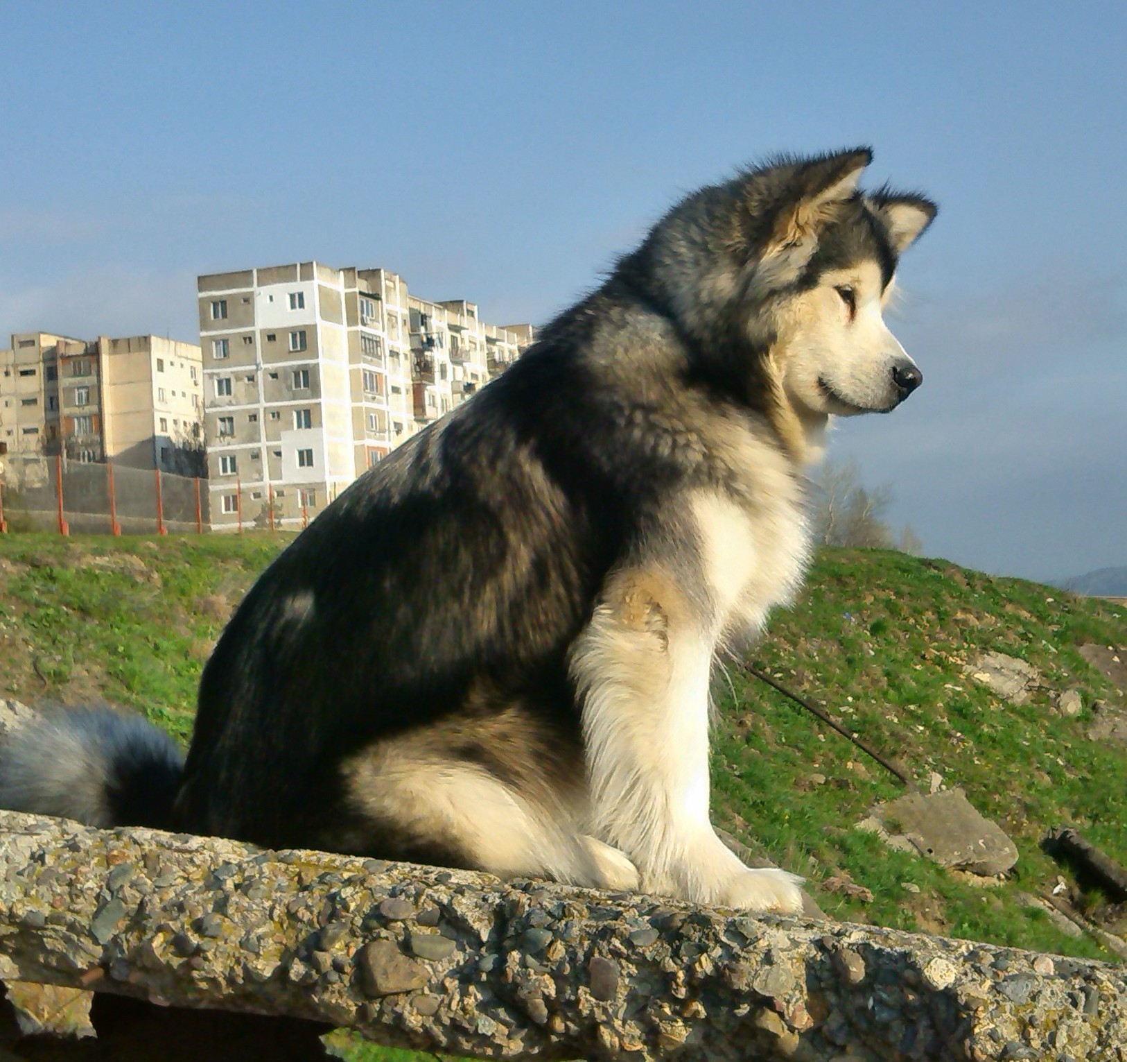 malamute.jpg