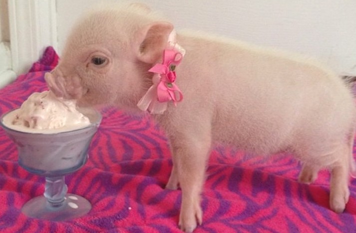 priscilla_mini_pig_20.jpg