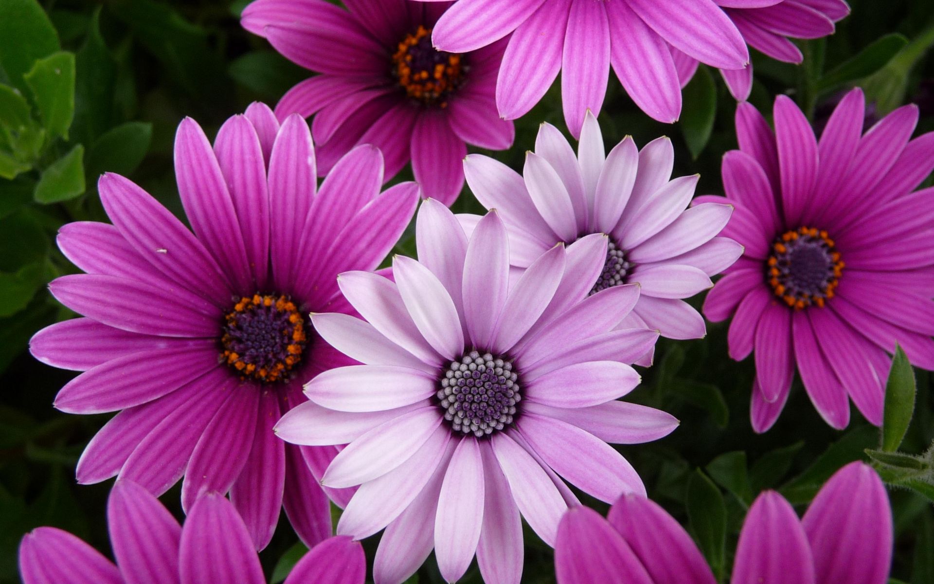 purple_flowers1.jpg