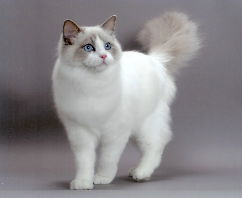 Ragdoll2.jpg