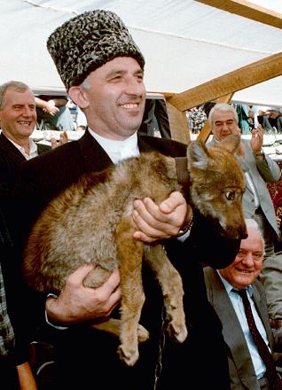 _MfschadovWolf.jpg