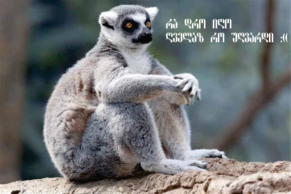 lemuri.jpg