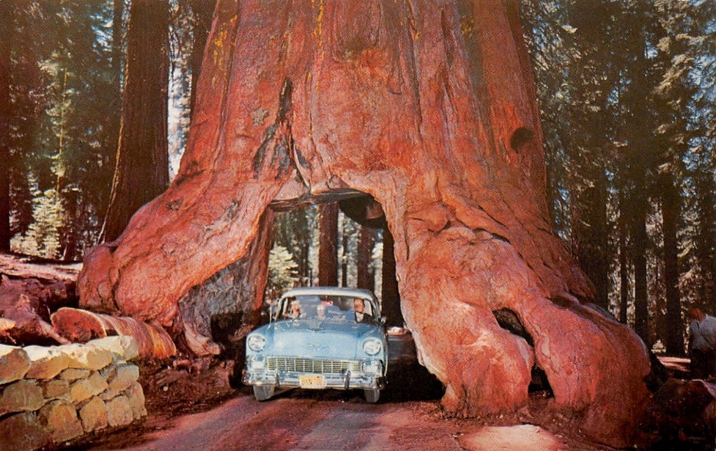 Wawona_Tree.jpg