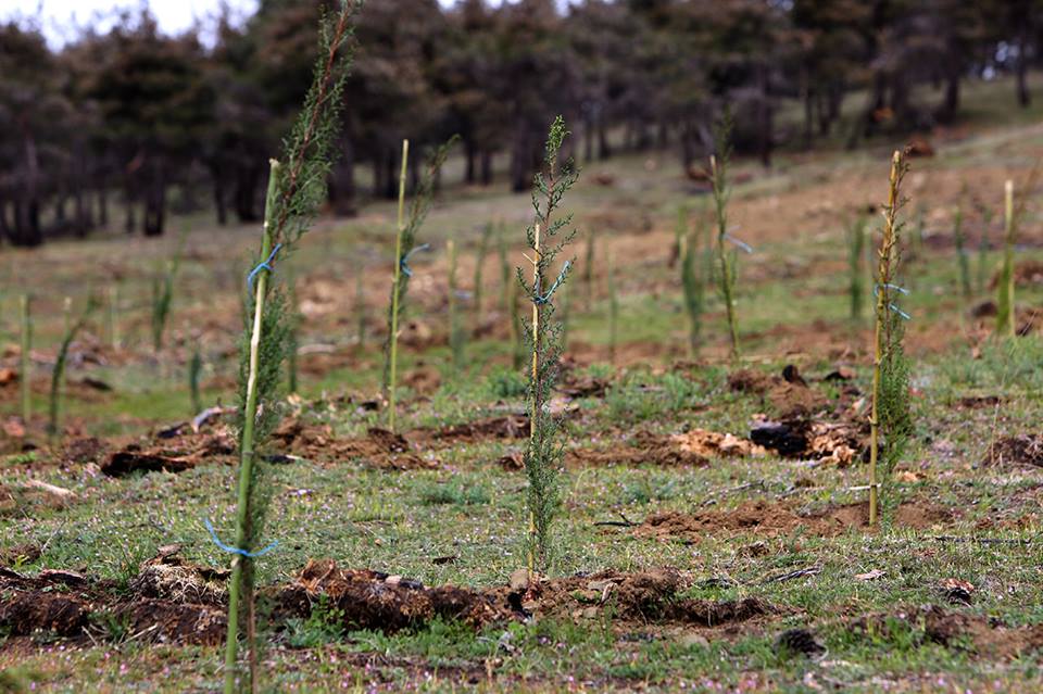 12928136_1300987096584554_1371265607352108741_n__1_.jpg 12928136_1300987096584554_1371265607352108741_n__1_.jpg