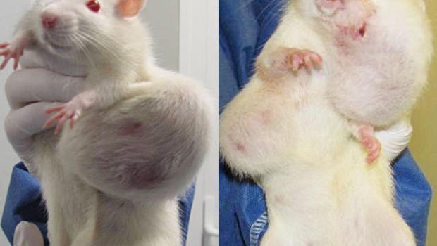 RatTumorSide.jpg