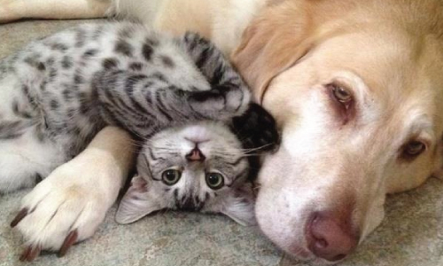 Style_Save_Us_golden_retriever_and_kitten_friends.jpg