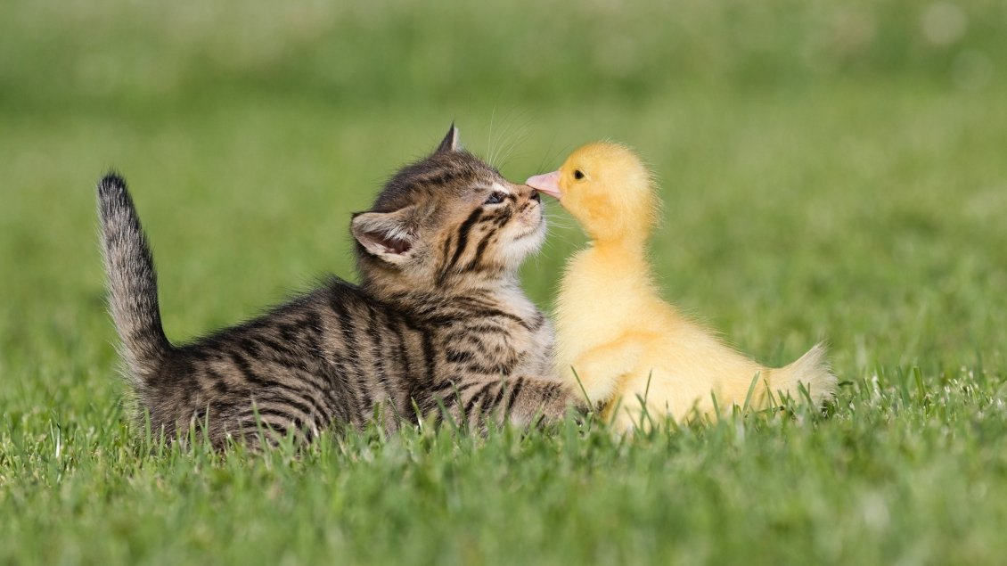 9396_Cut_kitten_and_chicken_duck_in_the_grass.jpg