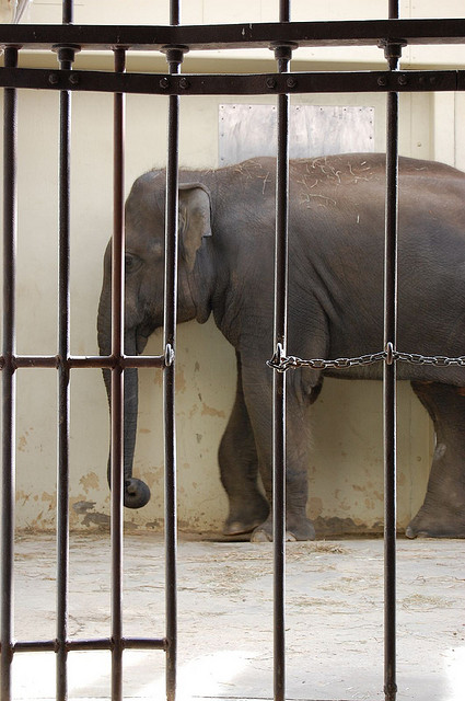 Bored_Elephant.jpg