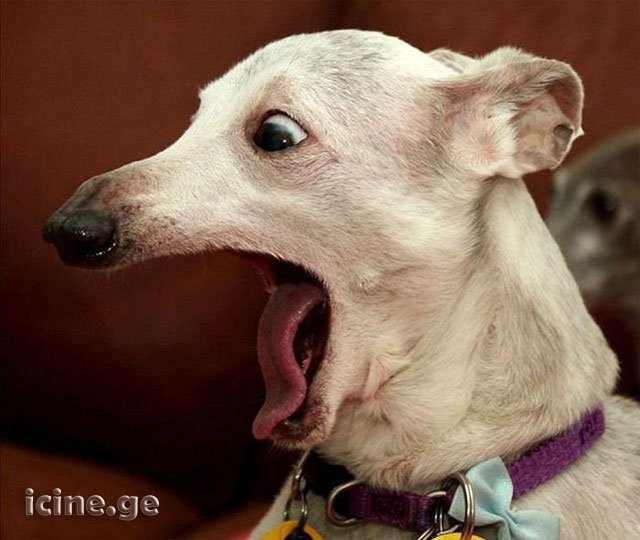 dogydog.jpg