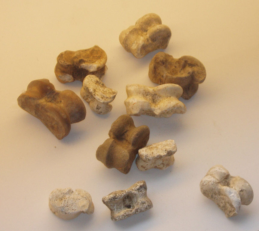 861px_Kempten_Astragaloi.jpg