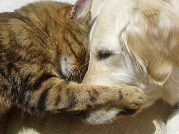 Cats_And_Dogs_Hugging_It_Out_5.jpg