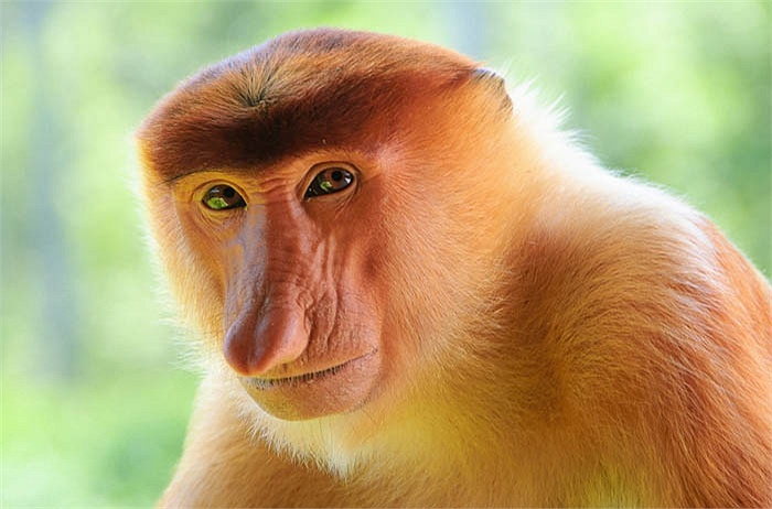 large_nose_monkey.jpg