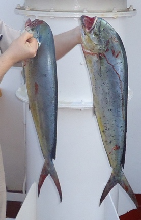dorado.JPG