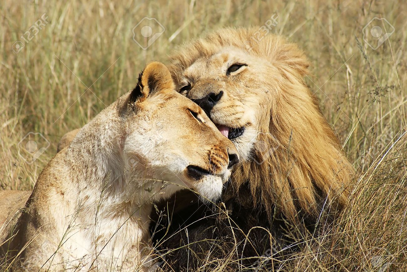 5391174_Lions_loving_each_other_Stock_Photo_lion_lions_love.jpg