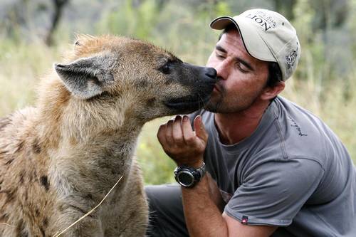 5cc412_Animales_en_video_kevin_richardson_hiena.jpg