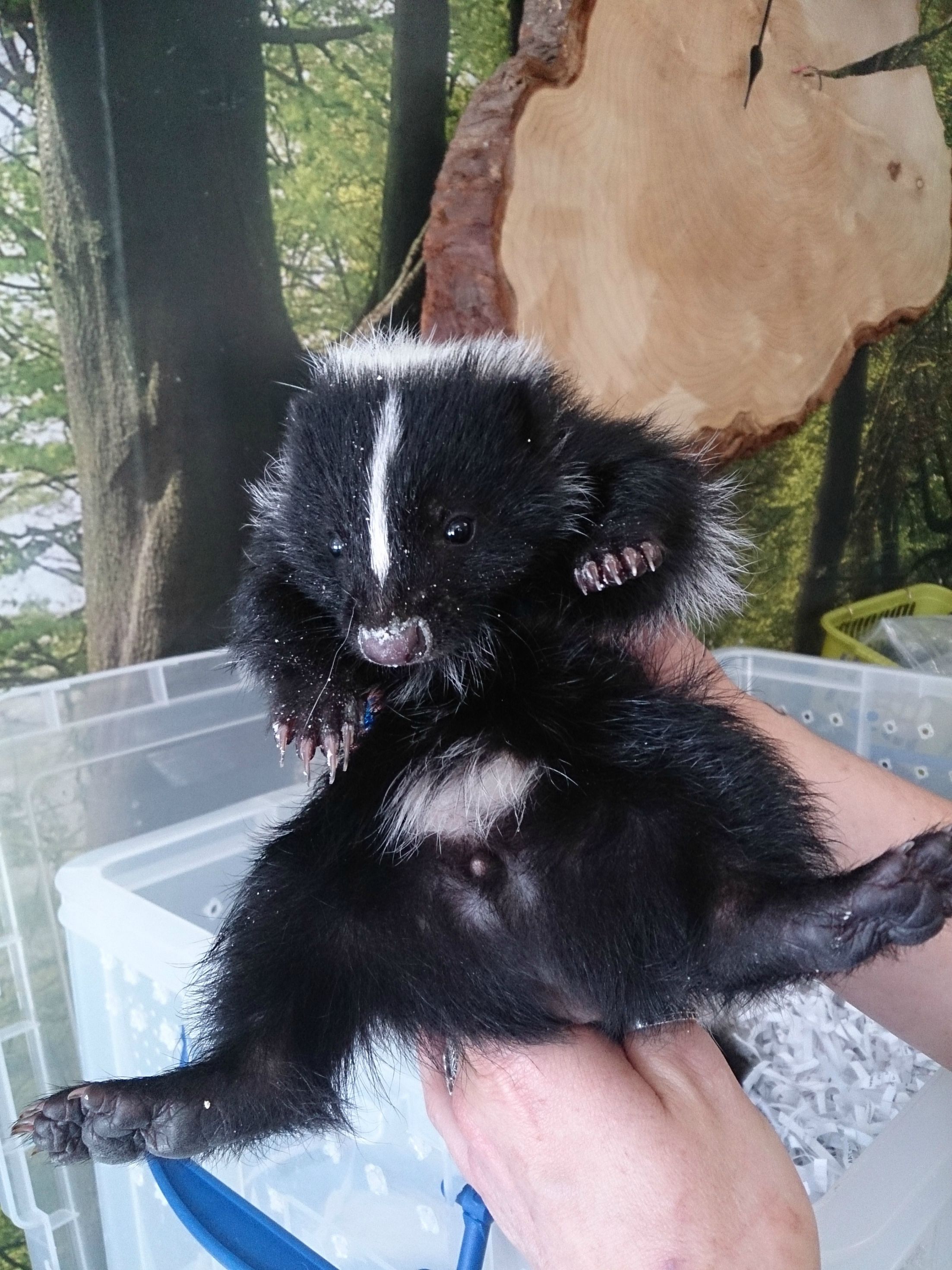 stinky_skunk.jpg