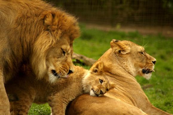 lion_family_105624469667.jpg