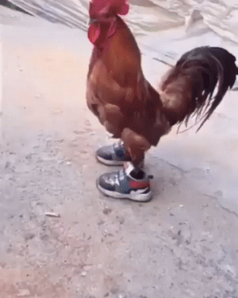 1493794494138639159.gif