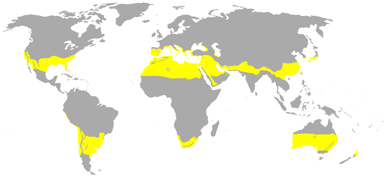 Subtropical.png
