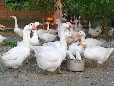 1407232352_breeding_geese.jpg