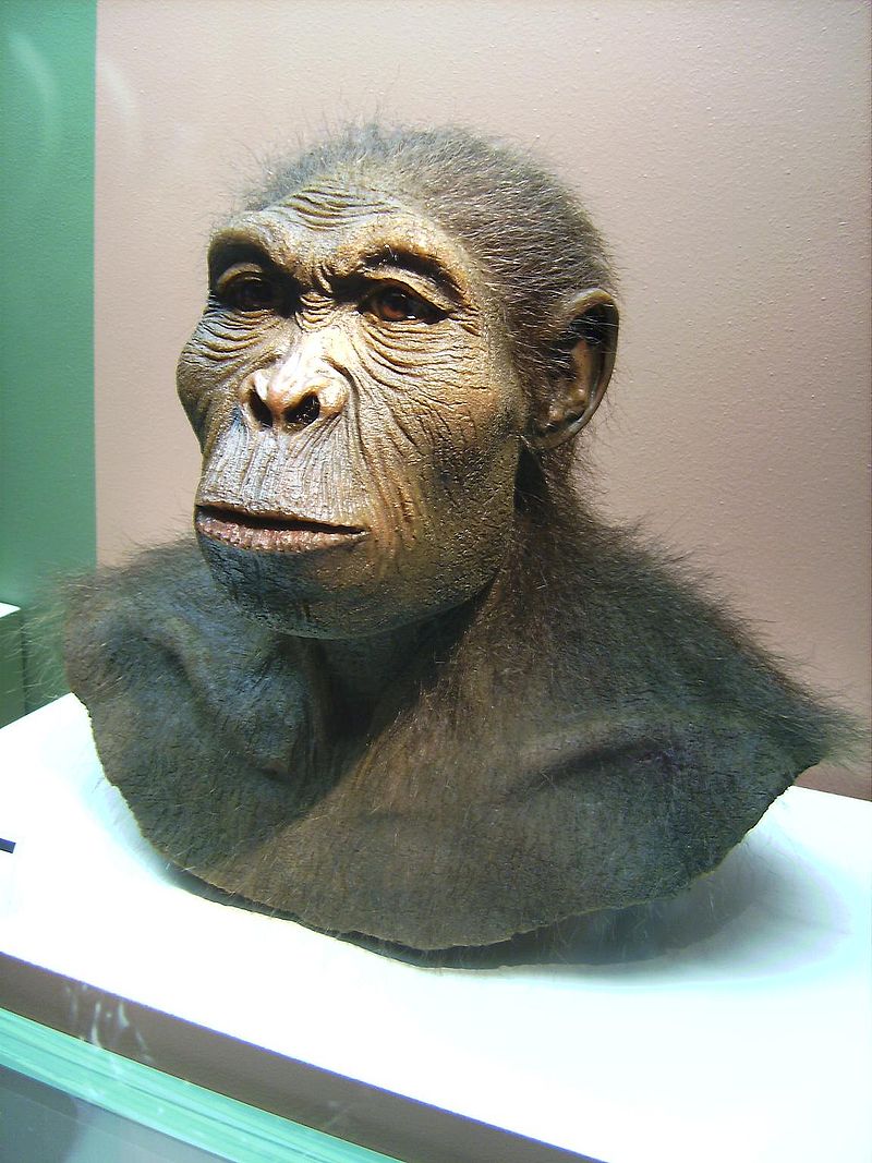 800px_Homo_habilis.JPG