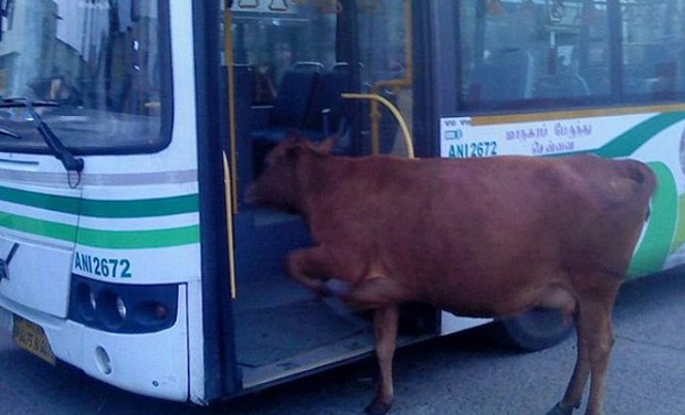 cow_bus.jpg