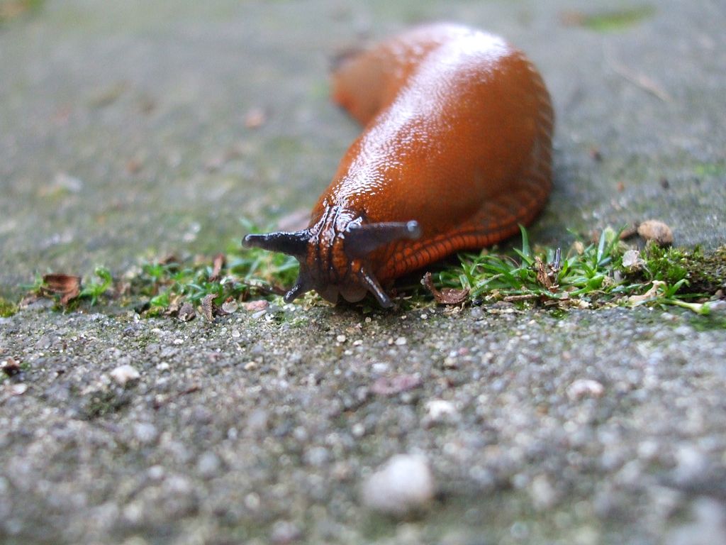 1024px_Sachsesnail__1_.jpg