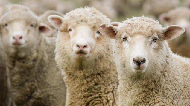 moutons_laine.jpg